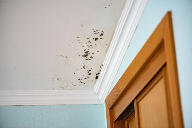 Best Mold Testing  in Tontitown, AR