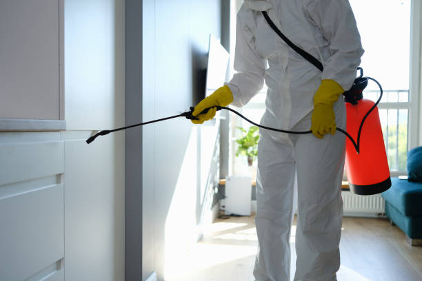 Best Local Mold Removal Service  in Tontitown, AR