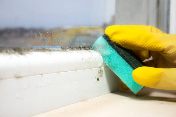 Professional Mold Removal in Tontitown, AR
