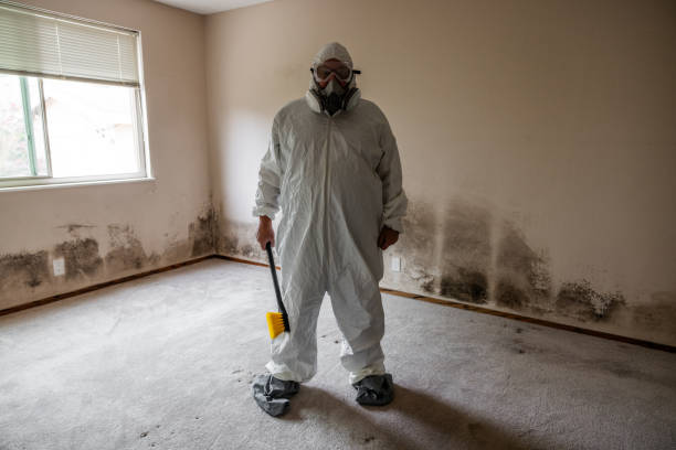 Best Mold Damage Repair  in Tontitown, AR