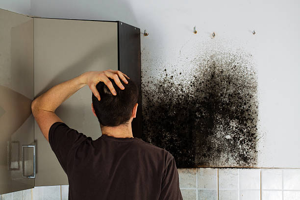 Best Home Mold Removal  in Tontitown, AR